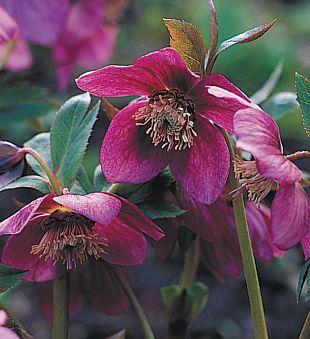 Helleborus hybridus - čemeřice zahradní (READERS DIGEST VÝBĚR)