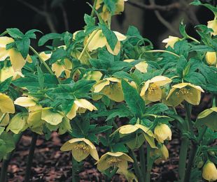Helleborus hybridus - čemeřice zahradní (READERS DIGEST VÝBĚR)