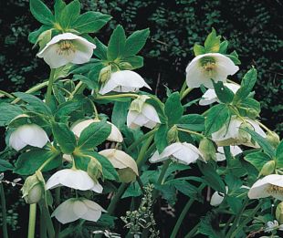 Helleborus hybridus - čemeřice zahradní (READERS DIGEST VÝBĚR)