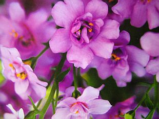 Balkónovky: Bacopa (TIP ZC CS)