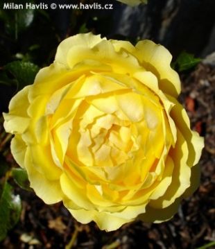 Rosa 'Charlotte' - růže