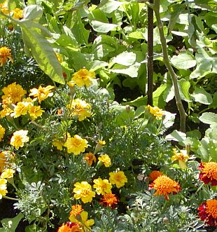 Orámování zeleninových záhonů: aksamitník