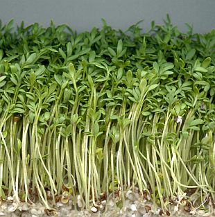 Lepidum sativum - řeřicha zahradní (PROVOBIS)