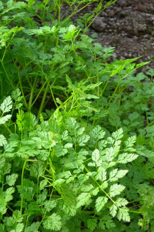 Coriandrum sativum - koriandr (PROVOBIS)