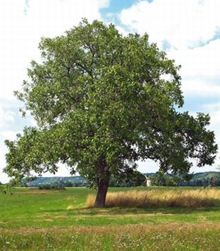 Juglans regia - ořešák královský, vlašský ořech