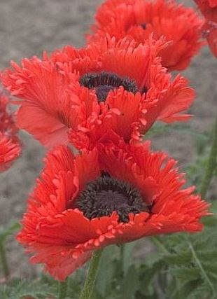 Papaver orientale 'Türkenlouis' - mák východní