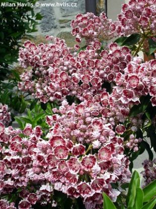 Kalmia latifolia 'Bull's Eye' - mamota širokolistá