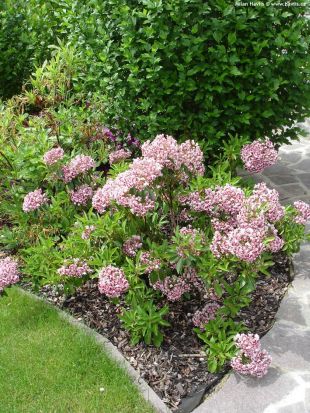 Kalmia latifolia 'Bull's Eye' - mamota širokolistá