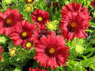 Gaillardia aristata 'Sunburst Burgundy' - kokarda