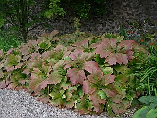 Rostliny s okrasnými listy: Rodgersia - rodgersie