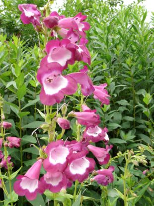 Penstemon - dračík (PROVOBIS)