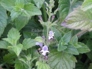 Calamintha nepeta 'Lila Riese' - marulka lékařská