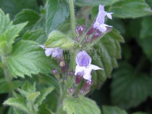 Calamintha nepeta 'Lila Riese' - marulka lékařská