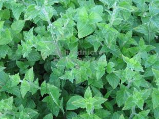 Calamintha nepeta 'Lila Riese' - marulka lékařská