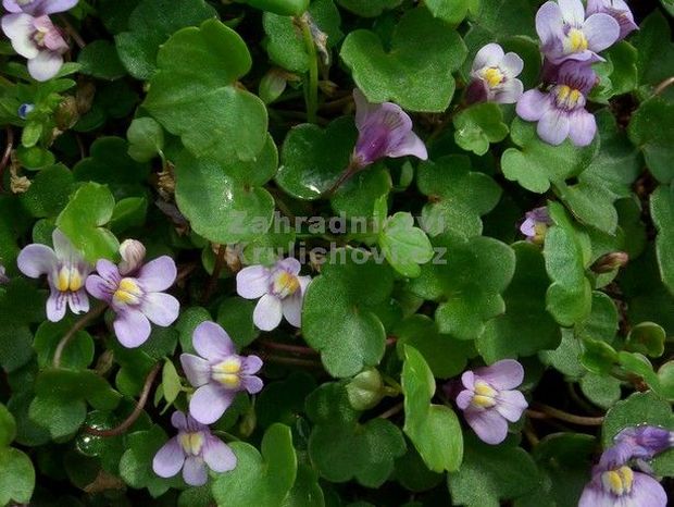 Cymbalaria muralis - zvěšinec zední