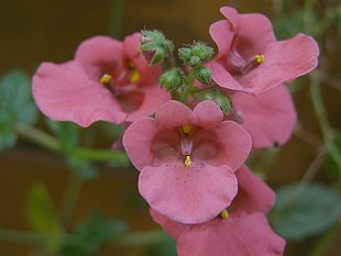 Diascia barbarae - ostruhatka