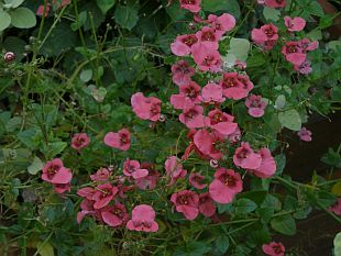 Diascia barbarae - ostruhatka