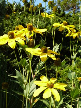 Rudbeckia nitida 'Herbstsonne' - třapatka (PROVOBIS)