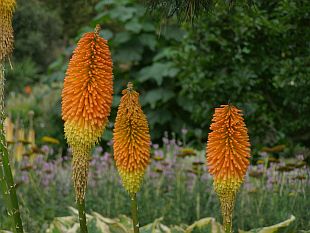 Kniphofia - mnohokvět hroznatý, Kleopatřina jehla