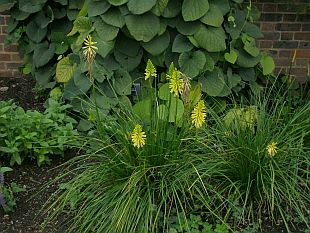 Kniphofia - mnohokvět hroznatý, Kleopatřina jehla
