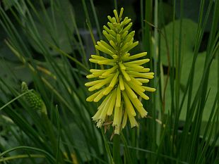 Kniphofia - mnohokvět hroznatý, Kleopatřina jehla