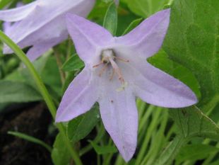 Adenophora confusa 'Hemelstraling' - zvonovec