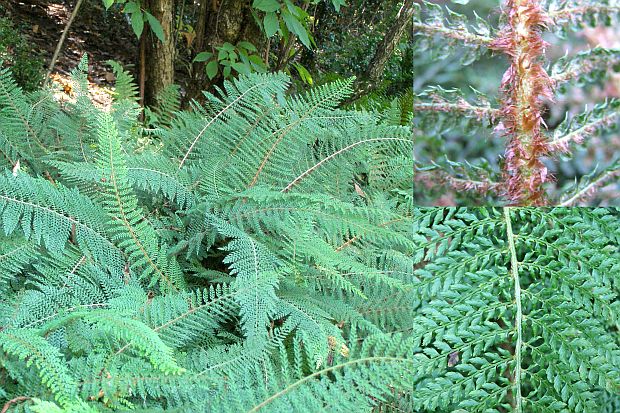 Polystichum setiferum 'Proliferum' - kapradina