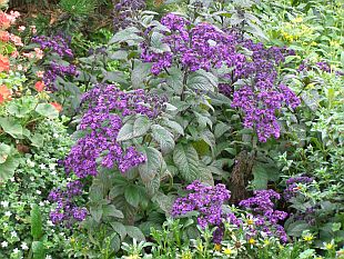 Heliotropium arborescens - otočník peruánský