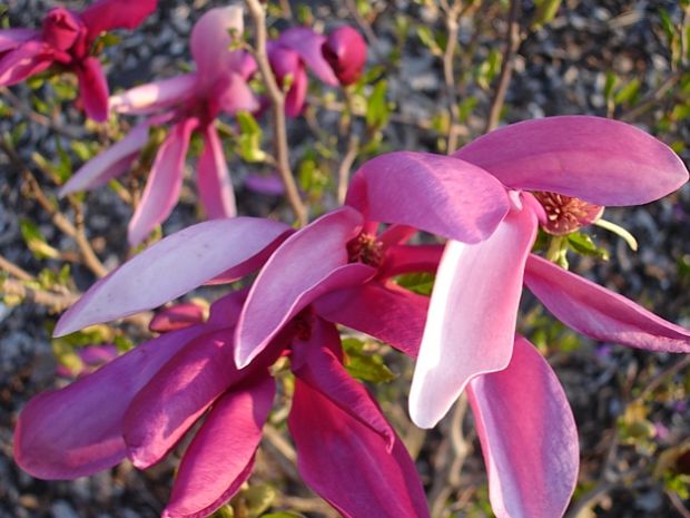 Magnolia 'Susan' - girl magnolia