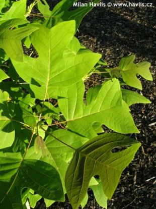 Liriodendron chinense - lyriovník čínský, čínský tulipánovník