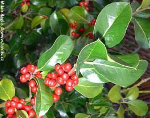 Ilex x altaclarensis 'Wilsonii' - cesmína altaklarenská