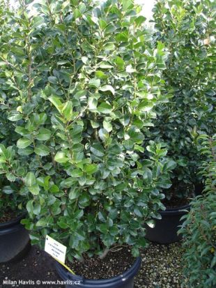 Ilex x altaclarensis 'Wilsonii' - cesmína altaklarenská