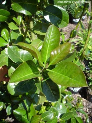 Ilex x altaclarensis 'Wilsonii' - cesmína altaklarenská