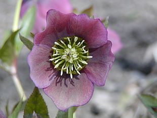 Helleborus - čemeřice