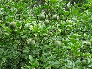 Poncirus trifoliata - citronečník trojlistý