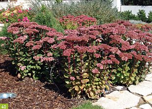 Zahrada a vegetační faktory: rozchodníky (CPRESS)