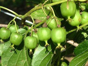 Actinidia rubricaulis 'Weiki' - kiwi (KOHAPLANT)