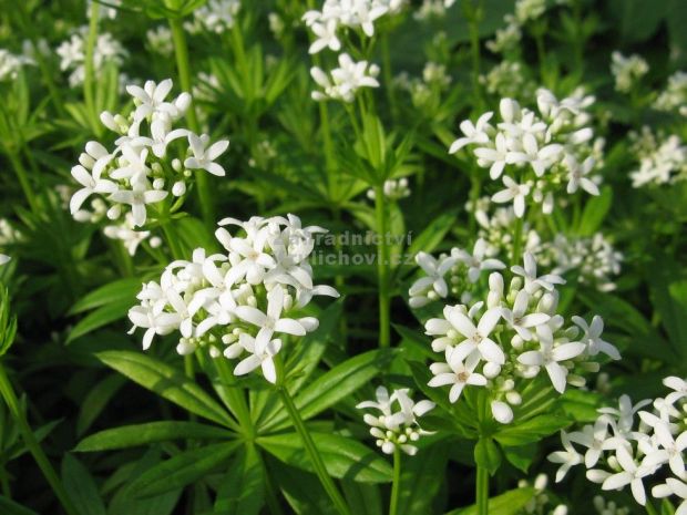 Galium odoratum - mařinka vonná