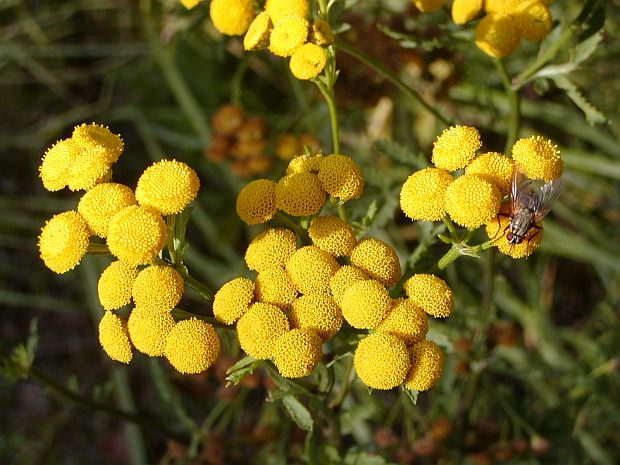 Tanacetum vulgare - vratič obecný