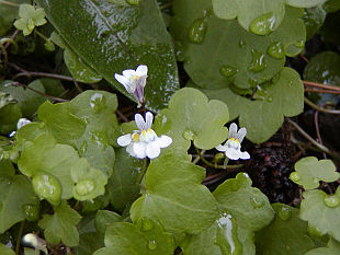 Půdopokryvné kvetoucí trvalky: Cymbalaria