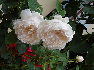 Rosa 'Glamis Castle' - růže (TIP ZC CS)
