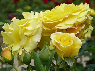 Rosa 'Landora' - růže (TIP ZC CS)