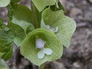 Moluccella laevis - molučenka hladká