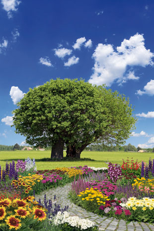 Celoročně kvetoucí trvalky: kolekce léto (CALENDAR-COLORS)