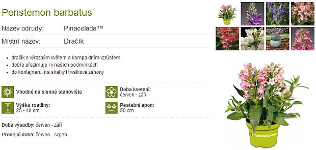 Celoročně kvetoucí trvalky: Penstemon barbatus - dračík  (CALENDAR-COLORS)