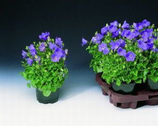 Campanula carpatica 'Clips' - zvonek karpatský (CALENDAR-COLORS)