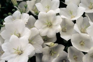 Campanula carpatica 'Clips' - zvonek karpatský (CALENDAR-COLORS)