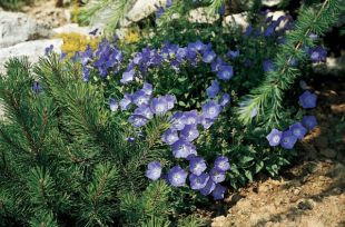 Campanula carpatica 'Clips' - zvonek karpatský (CALENDAR-COLORS)