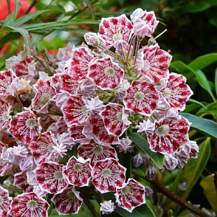 Kalmia latifolia 'Olympic Wedding' - mamota širokolistá