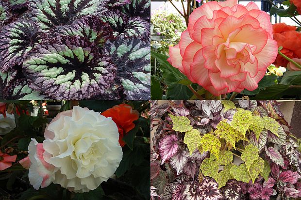 Begonia - begónie (TIP ZC CS)